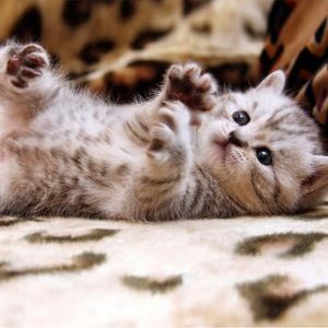 Meet your Posher, Caitlin